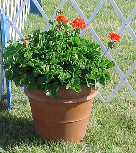 Geraniums.jpg (44200 bytes)